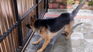 German Shepherd Dog Barking  9 months old Alveen [upl. by Aruasi]