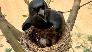 Black Drongo Bird And Beautiful Tree Baby Bird youtube viralvideo birds love cutebabybeautiful [upl. by Haneen]