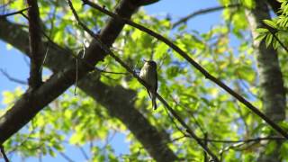 Song of the Woodpewee [upl. by Fleisher316]