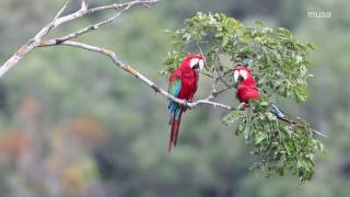 Araravermelhagrande Ara chloropterus [upl. by Stanislaus]