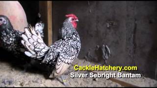 Silver Sebright Bantam Chicken Breed Breeder Flock [upl. by Erdnaek]