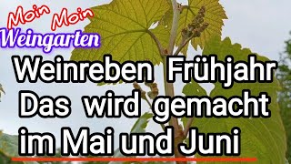 Weinrebe Frühjahr im Mai und Juni Das wird gemacht [upl. by Kirk393]