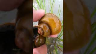 Apple Snail Caught in a beautiful flooding field during rainy season snail beautifulplace enjoy [upl. by Koffman611]