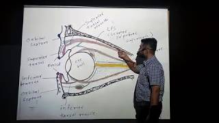 Extraocular muscles  Lecture [upl. by Walsh986]