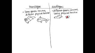 Notes Homologous vs Analogous Structures [upl. by Iccir350]