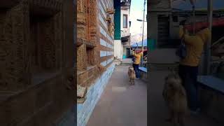 Roghi village in Kalpa A beautiful street dog always with me [upl. by Rashida]