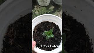 How to grow Nematanthus wettsteinii Goldfish [upl. by Joni]