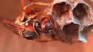 Polistes fuscatus queen [upl. by Asilehs]