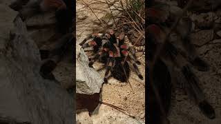 Mexican red knee tarantula 🕷️🕷️ fypシ゚viral zoo animalkingdom youtube shorts spider tarantula [upl. by Palma]