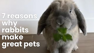 7 Reasons Why Rabbits Make Great Pets  PET CIRCLE [upl. by Amathist]