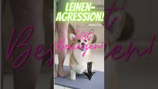 shorts Conny Sporrer  Leinenaggression  hundetrainingme [upl. by Montfort66]