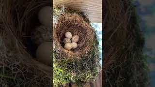 Cowbird They lay their eggs in other birds nest and then take off… [upl. by Larimer224]