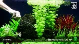 Limnophila sessiliflora [upl. by Ylekalb]