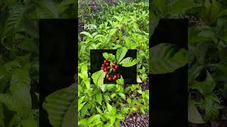 Wild Coffee Plant  Psychotria [upl. by Eerdna]