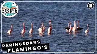 Paringsdans flamingos  Zelf Geschoten  Vroege Vogels [upl. by Maxy]