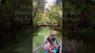 Fall is the perfect time to bring your dog on a clear kayaking adventure at Rainbow Springs 🌟 [upl. by Ternan98]