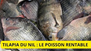 Tilapia du Nil  Le Poisson Rentable de la Pisciculture [upl. by Achilles124]