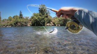 Fishing For HUGE Trout in local river [upl. by Adur]