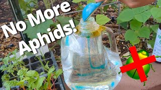 How I Keep Aphids from Taking Over My Garden amp Aphid Mummies [upl. by Slavic]