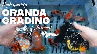 HIGH QUALITY Oranda goldfish  Grading fancy goldfish  BEAUTIFUL fancy goldfish [upl. by Lleda637]