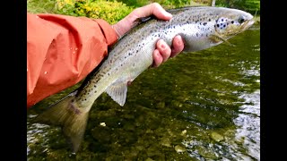 East Outlet Moosehead Lake Maine Part 2  Fly Fishing for Salmon [upl. by Ahsilahk251]