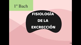 LA EXCRECIÓN 1º BACHILLERATO [upl. by Lettie789]