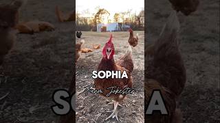 SOPHIA TUMIA ECONOMY CHICKEN CAGELOCAL KEJI [upl. by Ahsyad]