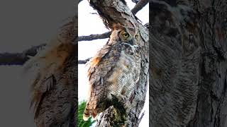 Great Horned Owls Preening Feathers [upl. by Okwu]