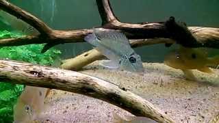 South American Cichlids Tank [upl. by Auerbach]