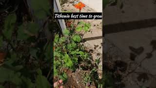 Tithonia flower best time to grow tithoniaflower shorts [upl. by Zelda]