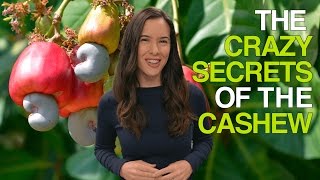 The Crazy Secrets of the Cashew Why Cashews Are Never Sold in Their Shells [upl. by Ylime]