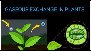 GASEOUS EXCHANGE IN PLANTS  Biology Secondary [upl. by Leirrad]