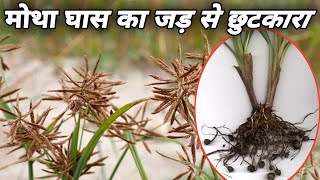 Cyperus rotundus।मोथा घास को जड़ से खत्म करने का सही तरीका।मोथा घास।farming kheti viral kisan [upl. by Yauqram]