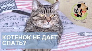 Гиперактивный котенок основные причины и что делать [upl. by Bowman]