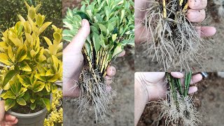 Cutting euonymus in the sand  Easily propagate euonymus varieties at home [upl. by Derzon]