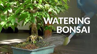 How to Water a Bonsai tree [upl. by Snook422]