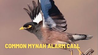 Common Myna Alarm Call Myna Sound  Myna Call  Mynah Bird Voice Myna Bird Call Myna voice Chirp [upl. by Garda]