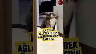 İlk defa ağlayan bebek sesi duyan kedilerin tatlılığı böyle görüntülendi [upl. by Lucila]