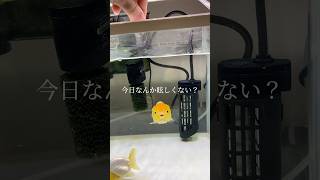 実は普段ライト付けてないの 金魚 goldfish らんちゅう アクアリウム aquarium エサくれダンス [upl. by Ezekiel]