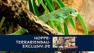 Terrarium für Fidschi Leguan  Brachylophus fasciatus [upl. by Ettevi213]