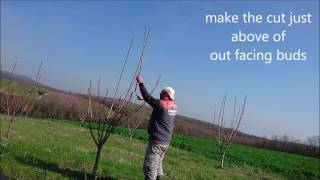 How To Prune 3 Years Old Cherry Tree Simple Steps [upl. by Ruhtracam908]