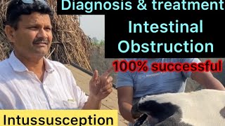 Intussusception in cow l impaction of rumen l intestinal obstruction l dr umar khan [upl. by Sanalda]