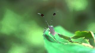 Leaf Footed Bug Waving Antenna [upl. by Jacobson]