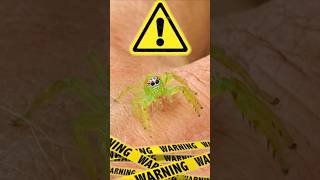 🕷️ JUMPING SPIDER IN AUSTRALIA 🇦🇺 spider australia omg [upl. by Enilamme]