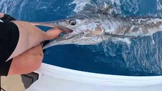 Happy Fisherman EP94 Bermagui Marlin with Dave and Rino [upl. by Ggerg]