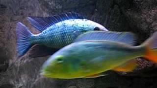 Malawi cichlids tank [upl. by Sorkin270]