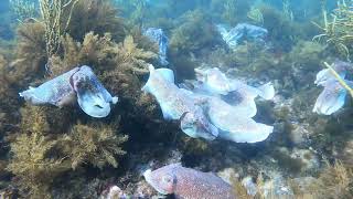 Whyalla South Australia Cuttlefish  GoPro Diving Video  Jun 21 [upl. by Sidoon]