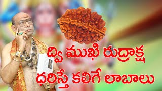 ద్విముఖి రుద్రాక్ష ధరిస్తే కలిగే లాభాలు I About Dwimukhi Rudraksha in Telugu I [upl. by Hertha]