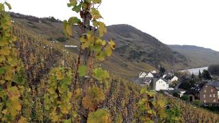 Tour Ürziger Würzgarten Vineyard with Winemaker Ernst Loosen [upl. by Anaujahs771]