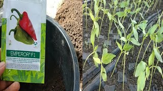 Paano mag seedling ng siling atsalHow to grow bell pepper complete guide [upl. by Evets]